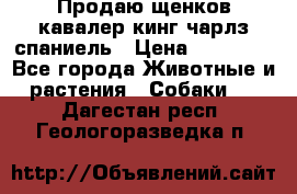 Продаю щенков кавалер кинг чарлз спаниель › Цена ­ 40 000 - Все города Животные и растения » Собаки   . Дагестан респ.,Геологоразведка п.